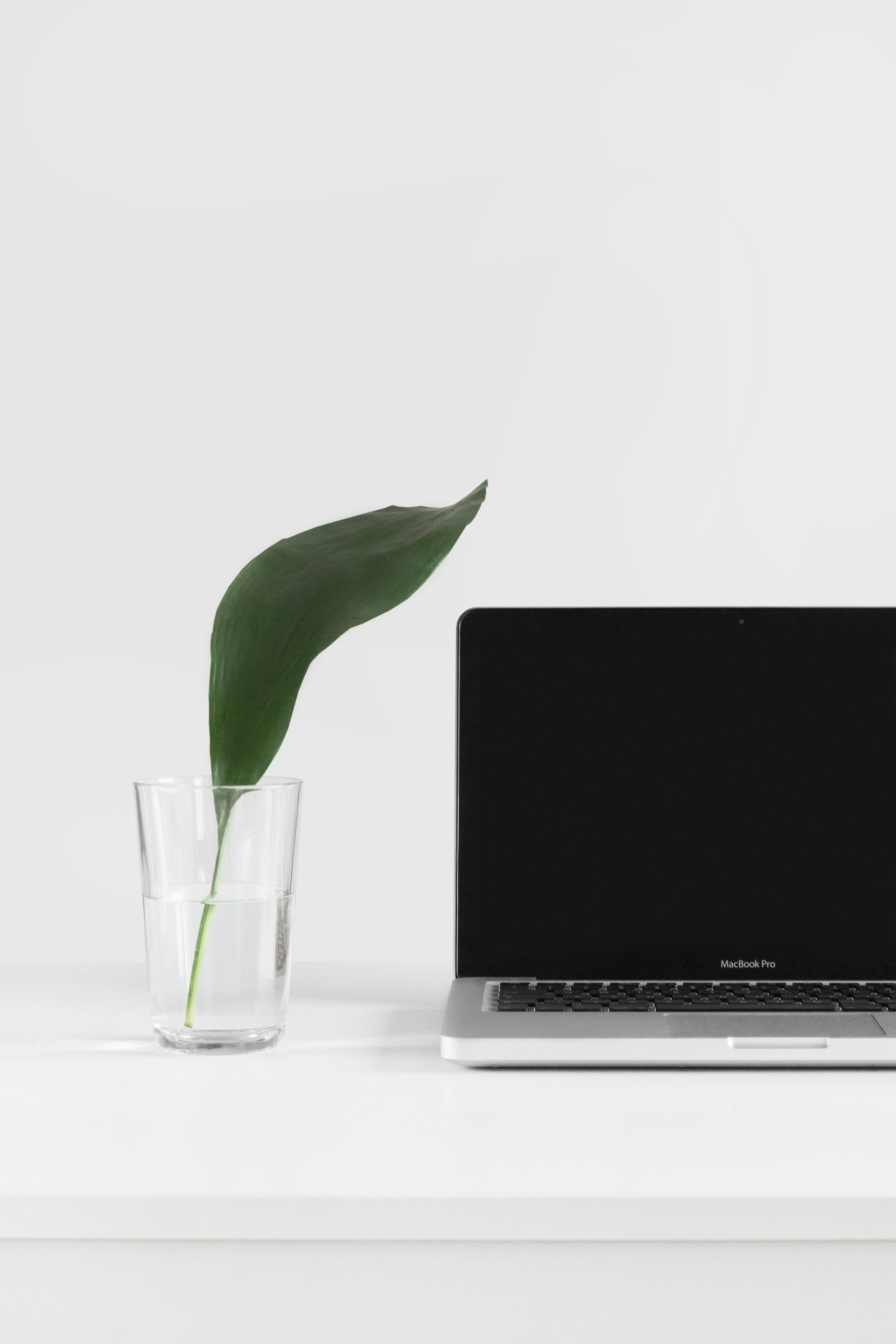 Laptop next to a plant
